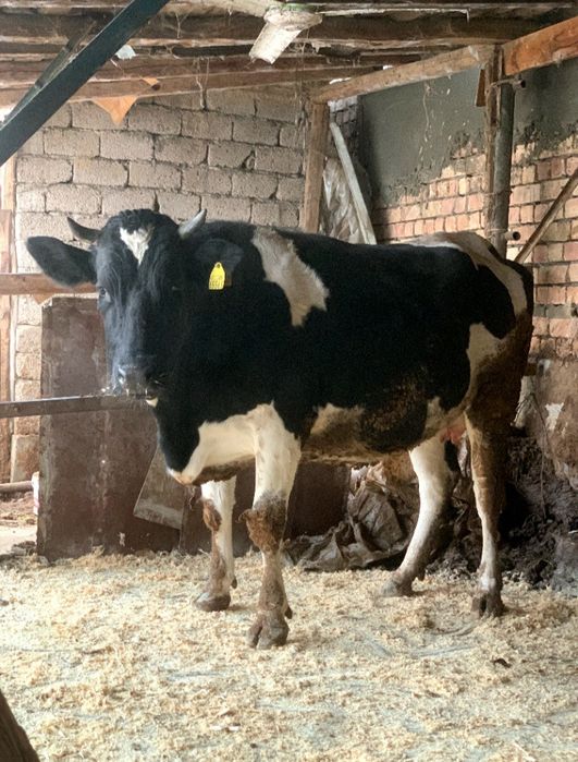 Rossiya paroda Gʻunajin sotiladi