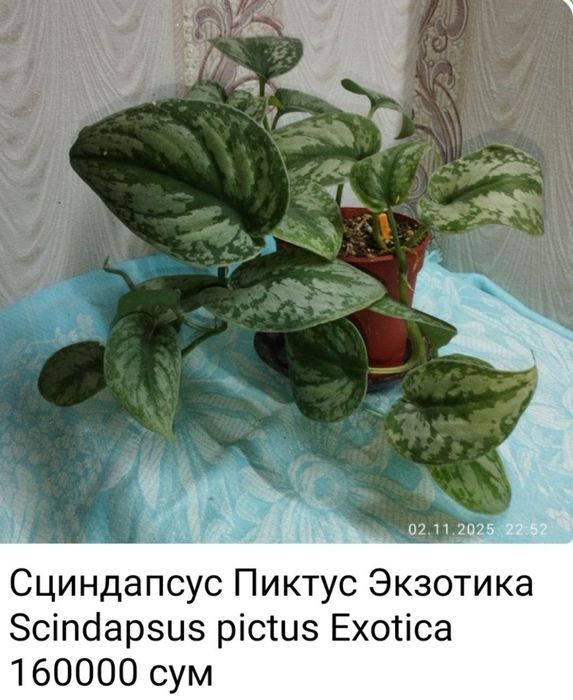 Продаются сциндапсусы