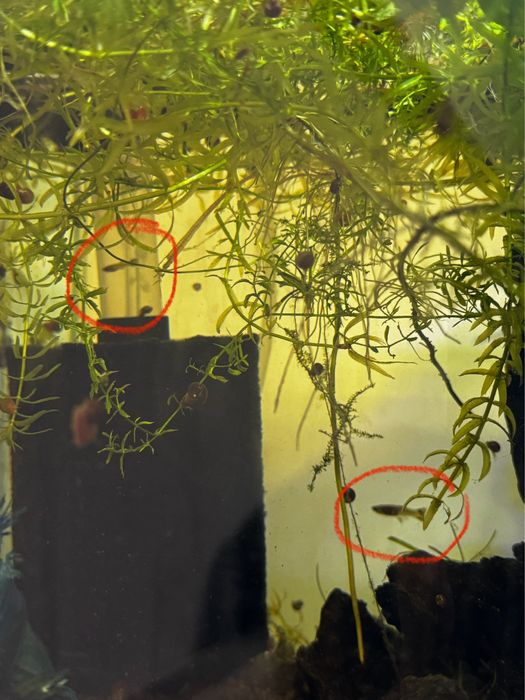 Vand pui de guppy de diferite dimensiuni