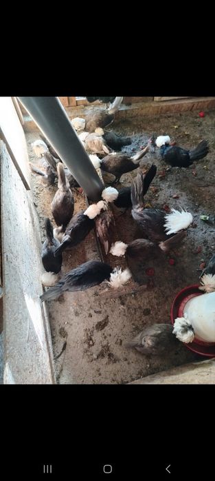 Gainuse olandeze pui în vârstă de 6 luni