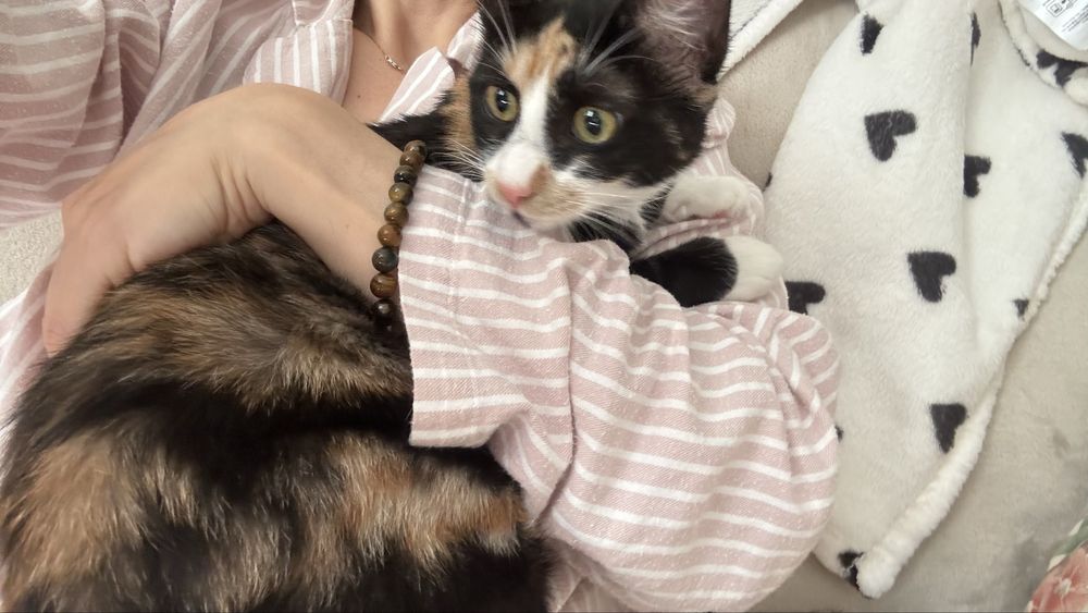 Adoptie pisicuta
