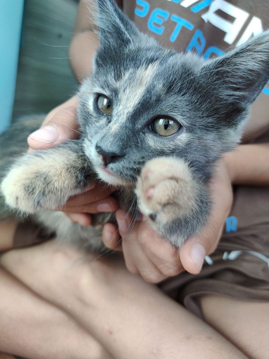 Отдадим котят в хорошие руки