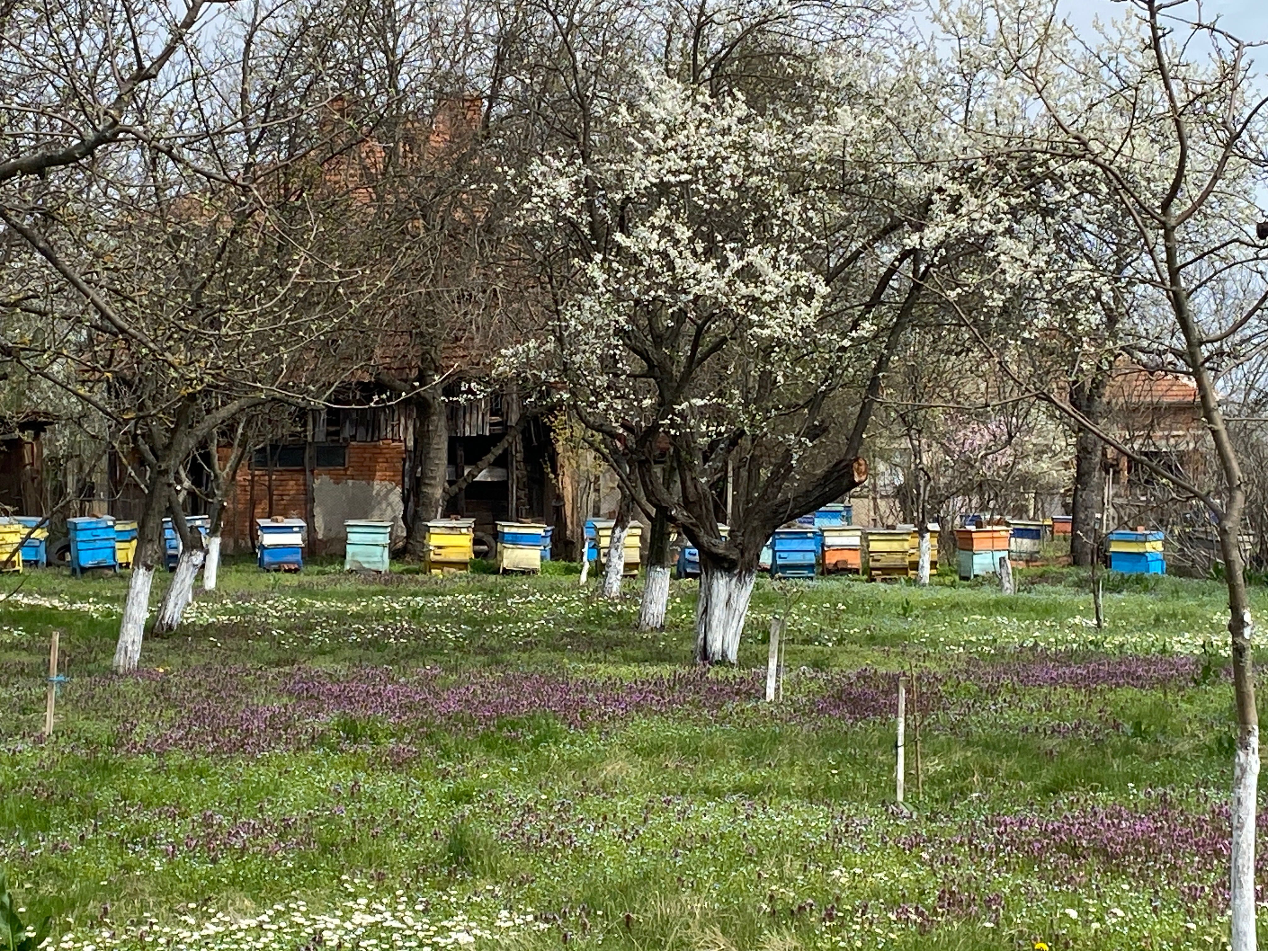 Натурален пчелен мед