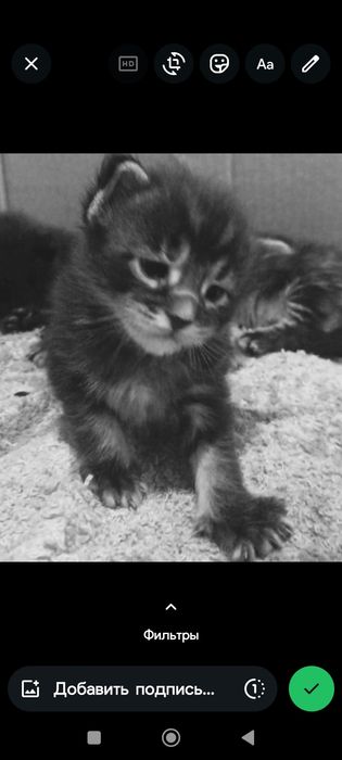 Очень красивые котята порода Мейн - куны