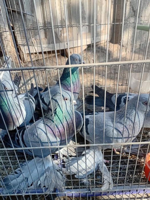 Кептер Голубы оптом продается Сизи парода