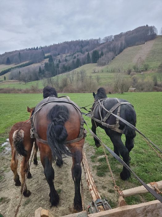 Se vinde iapă de 6 ani