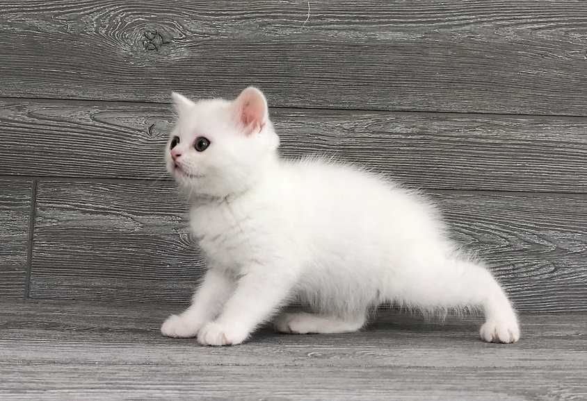 Pisoias alb, Scottish Straight - Pedigree, 2 luni