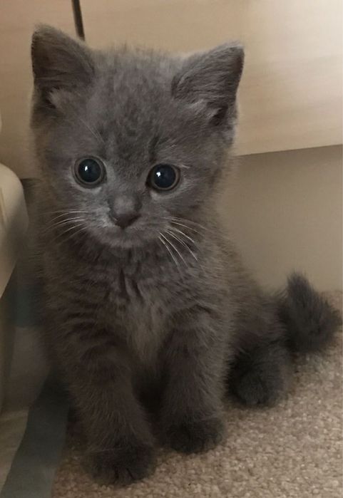 Кошки милые Скоттиш страйт Британский