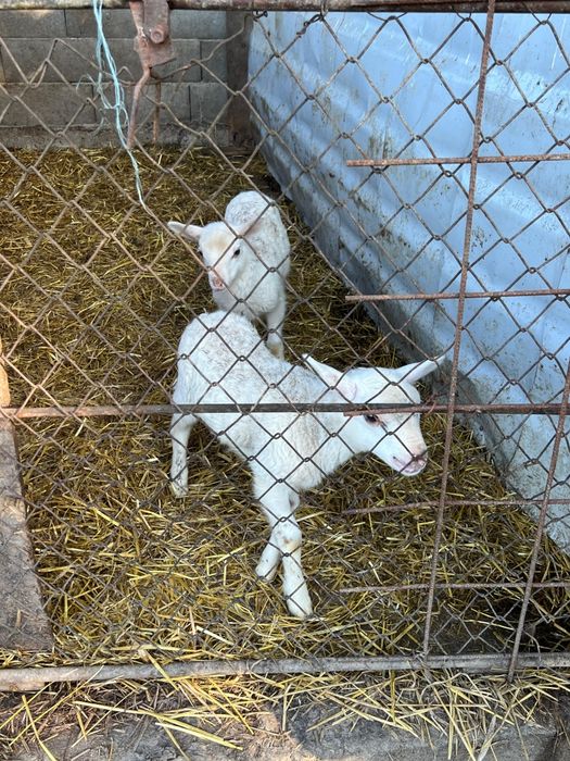2 oi și 2 miei de vânzare