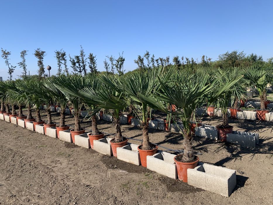 Palmier Tracycarpus Fortunei