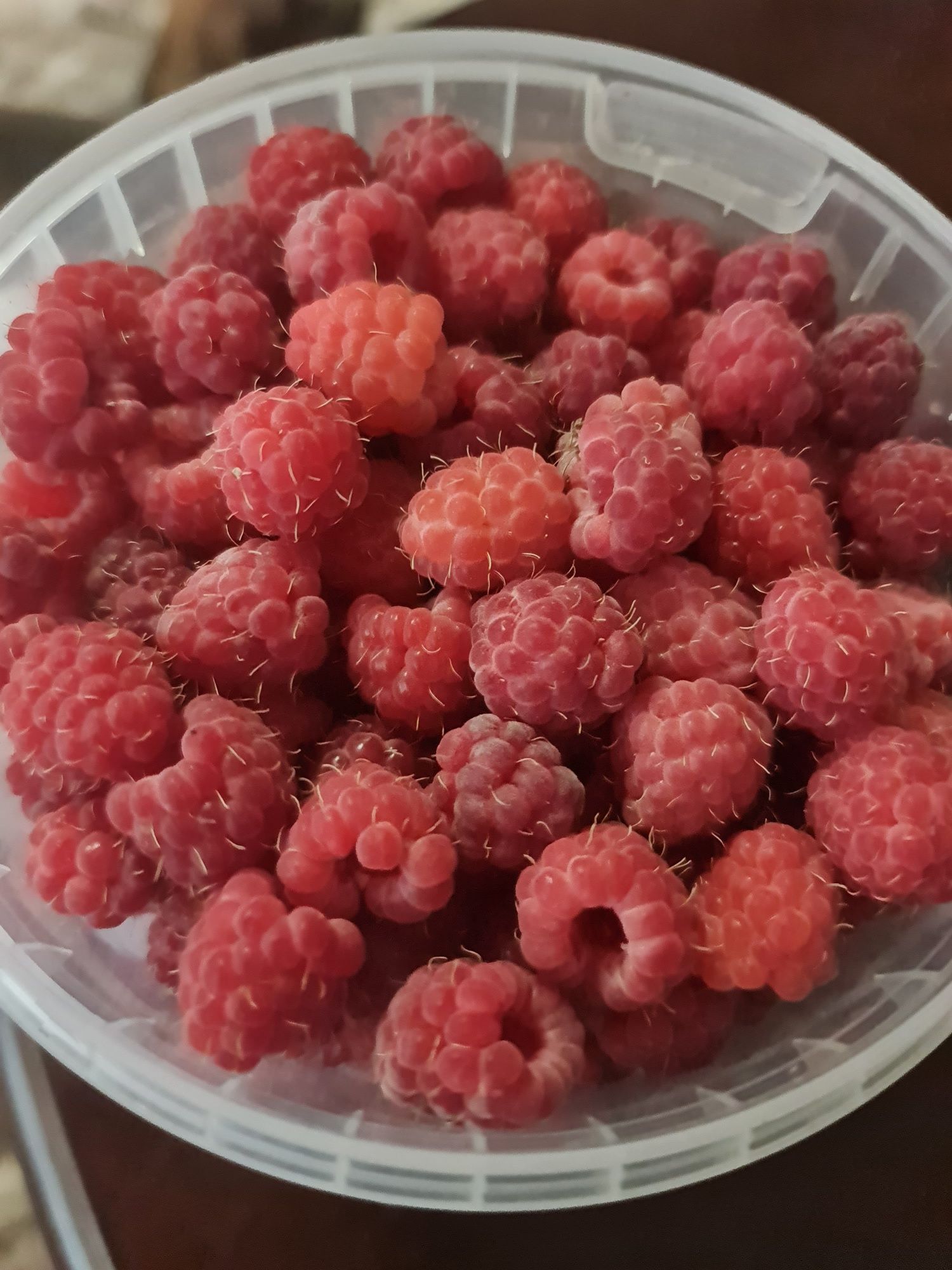 Продаю малину,вишню,чёрную и красную смородину