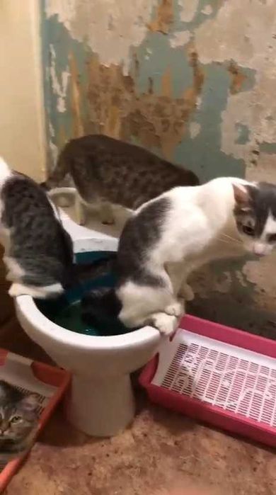 Кот и кошка в любящие руки