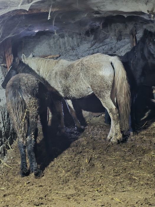 Лошадь, лошади, ат, соғым, согым