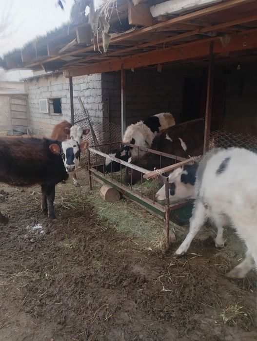 Тана сиыр сатыладыы