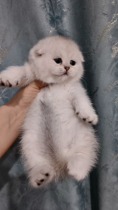 Продаются чистокровная шотландская девочка скоттиш-фолд