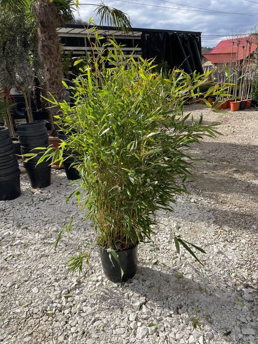 Spirală. bambus. Buxus.