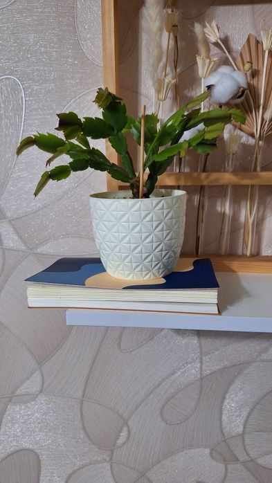 Кактус Шлюмбергера, Декабрист, Рождественник