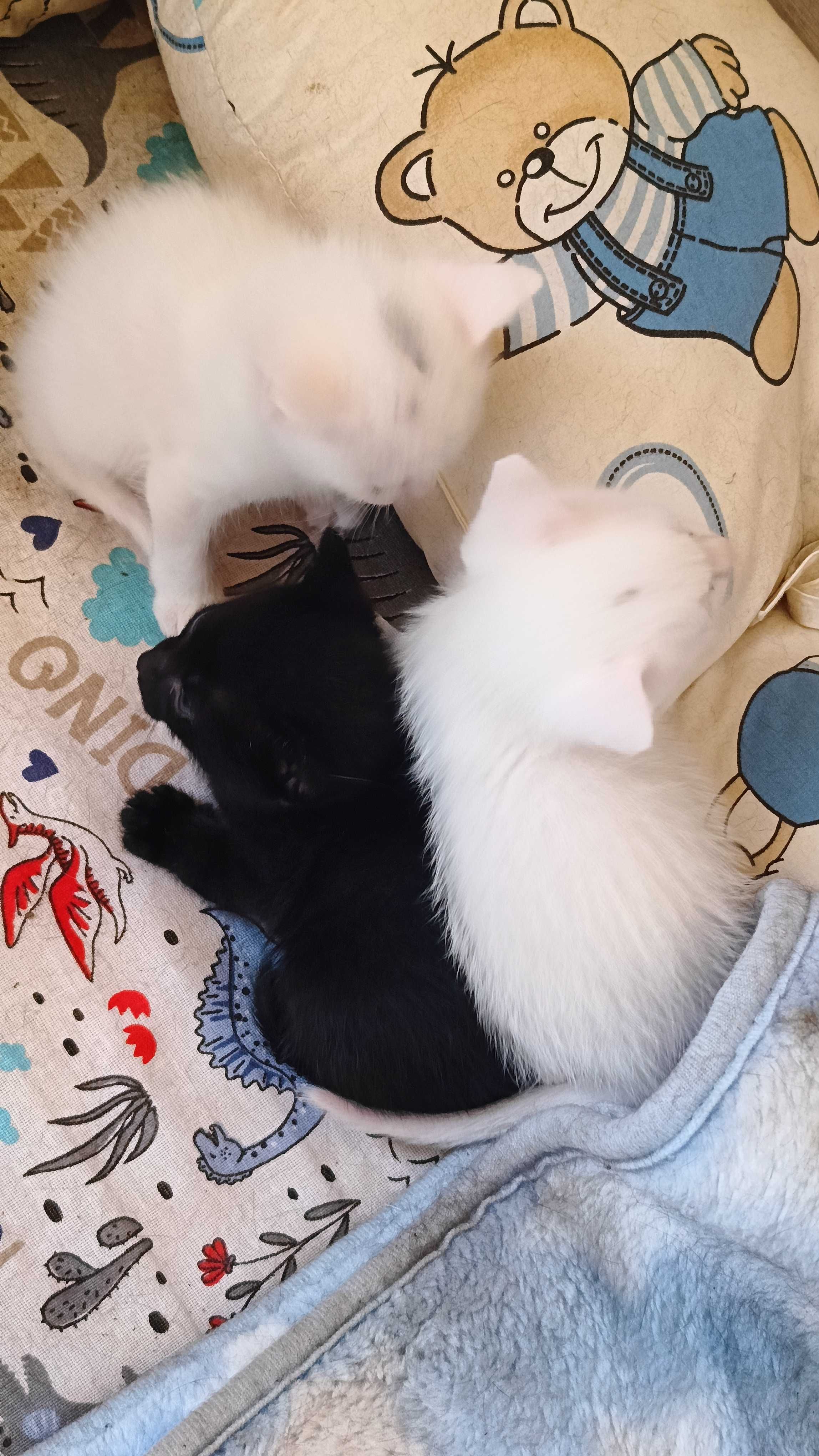 Котенца породисти са..