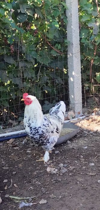 Cocoși de rasă de vânzare