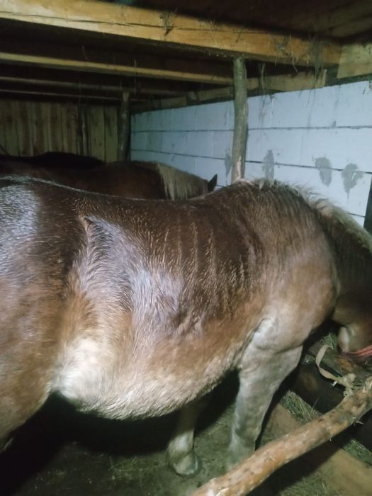 Vând mânz de doi ani