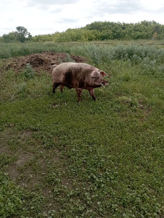 Продам кабана 2 года