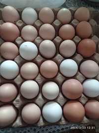 Домашние   яйца 800 тг 10 шт.