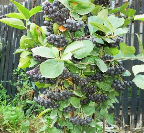 Vand suc, fructe aronia