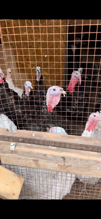 Продаю индюков, выращенных в домашних условиях