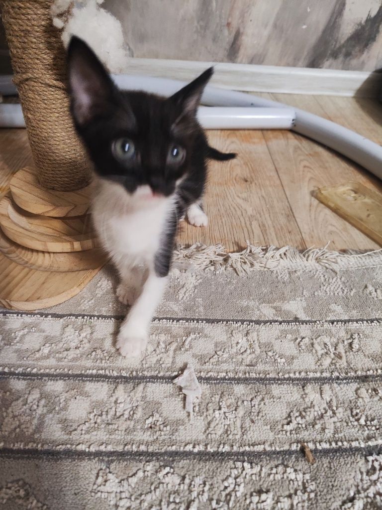Бесплатно котята