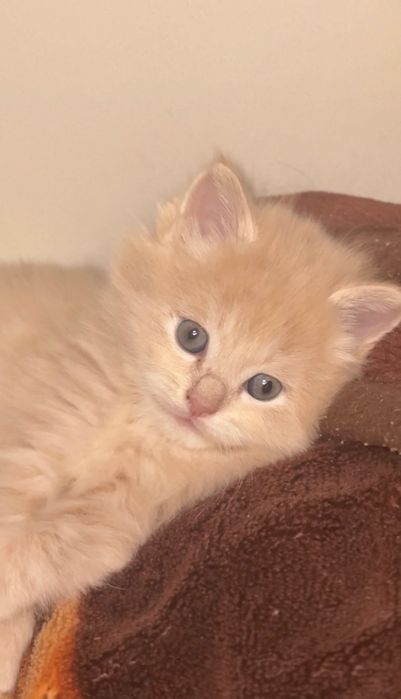 Продается котята