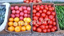Rasad rosii | Rasaduri rosii / tomate si alte rasaduri legume 2025