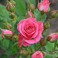 Розы кустовые оптом 1500  тг.  в  горшках, в Алматы саженцы роз