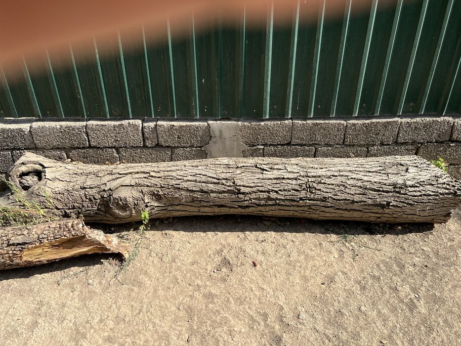 Yong’oq, Daraxt _ 2 ta Bor