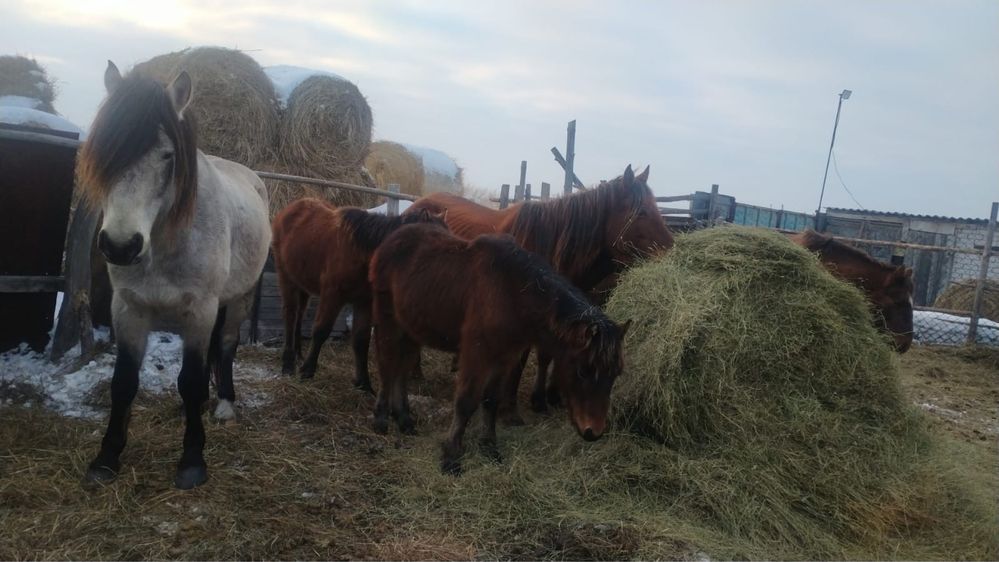 Продам косяк лошадей.