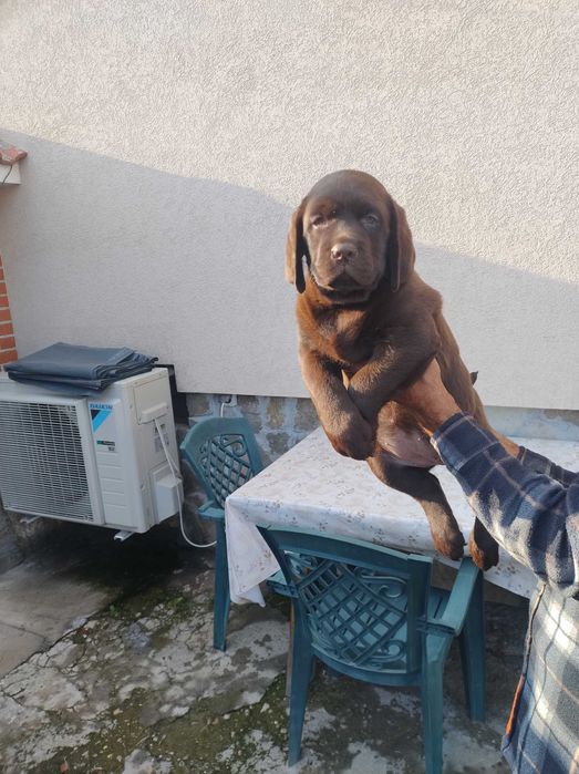 Продавам шоколадови лабрадори