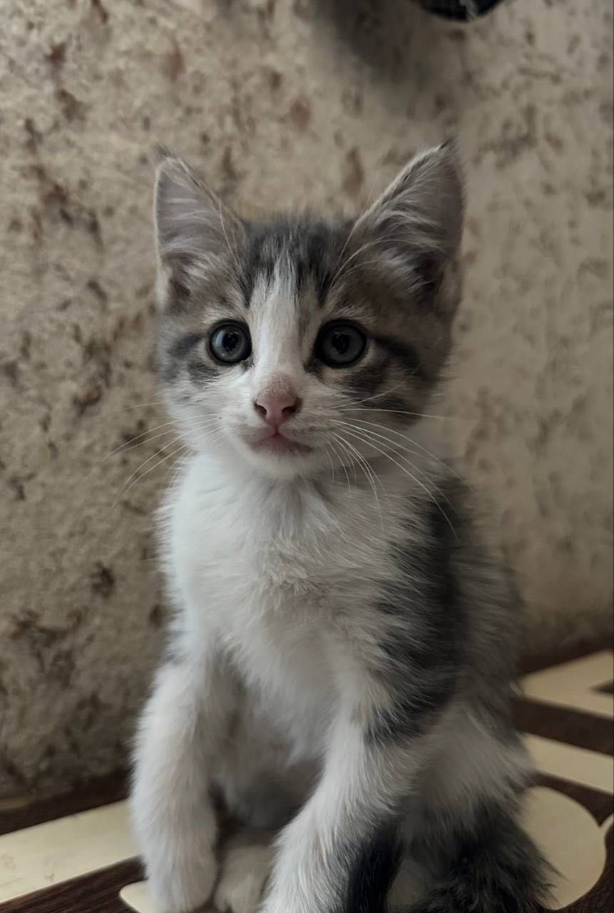 Котята бесплатно
