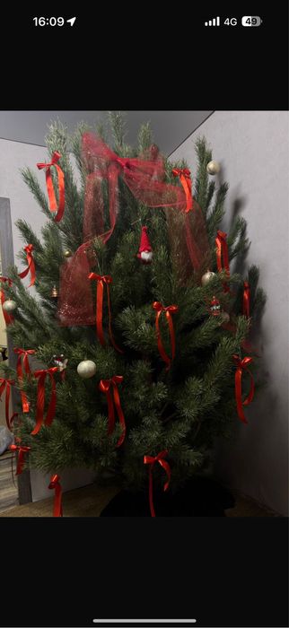 Живые новогодние елки,сосны,птхтовые Лапы,нобилис