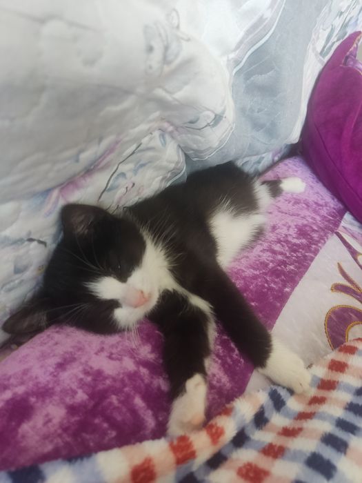 Отдам котенка в добрые руки