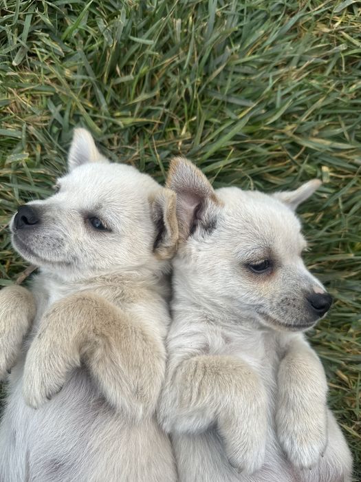 Две братчета си търсят дом Бял Пинчер