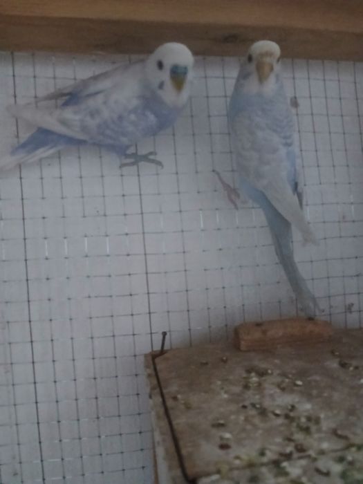 2  juft popugay sotiladi 1 ta parasi tuxumda