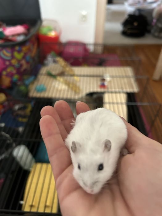 Hamster siberian donez