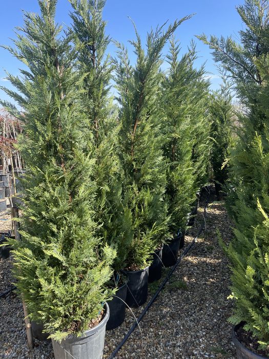 Tuia leylandi pentru gard viu