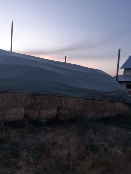 Balotii coasa a treia lucernă