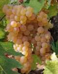 Vand struguri pentru vin