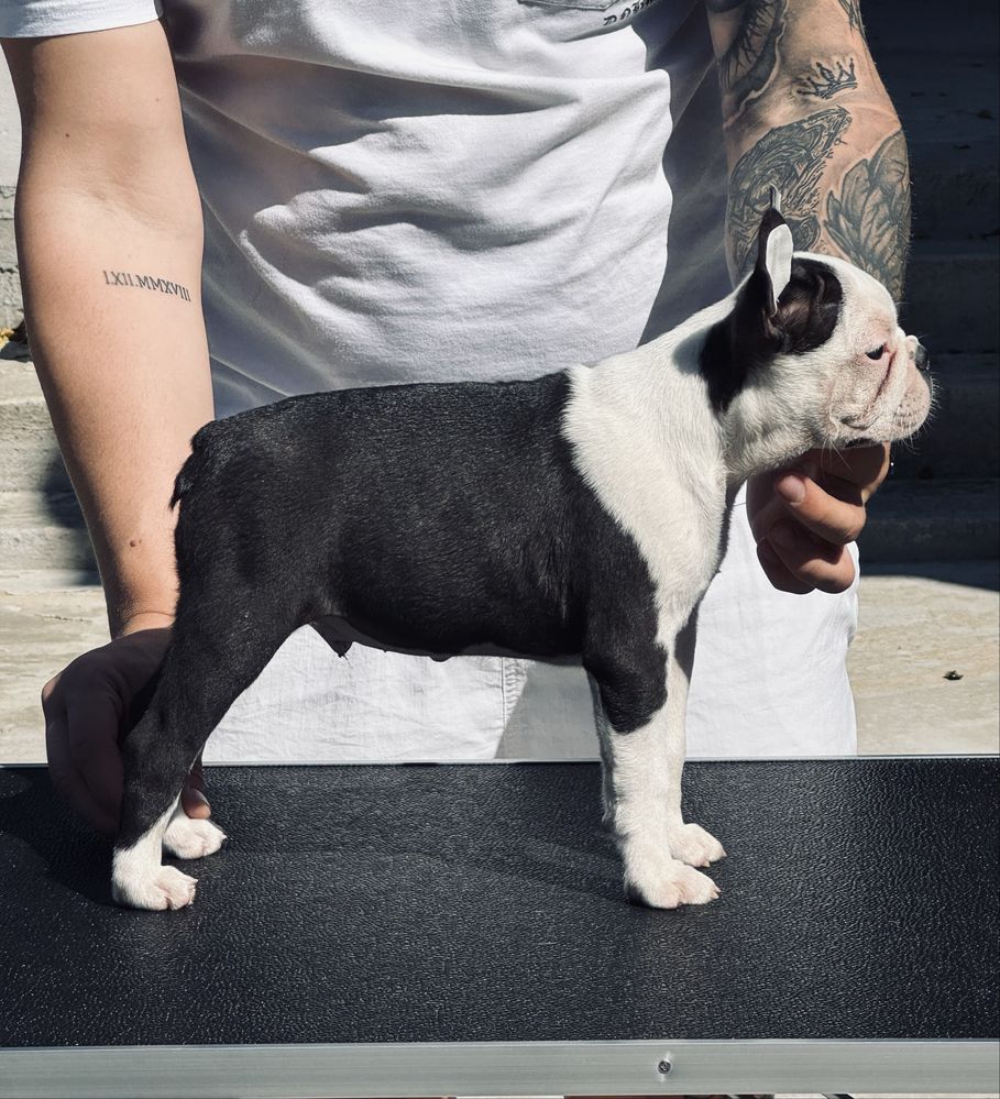 Boston Terrier (nu Bulldog Francez)