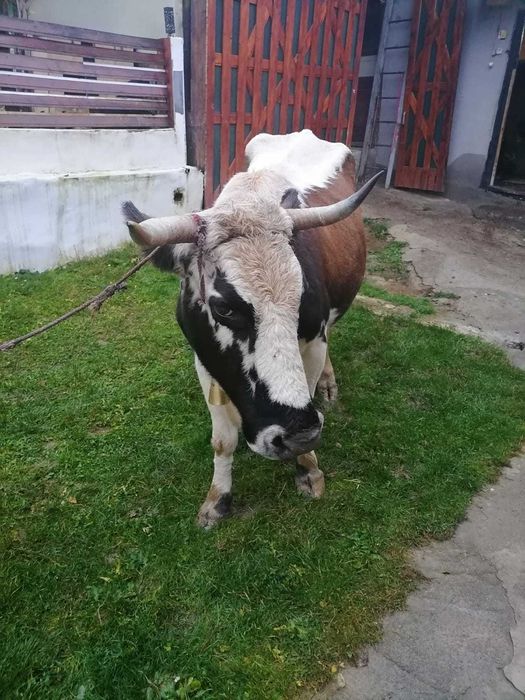 Vacă gestanta de vânzare