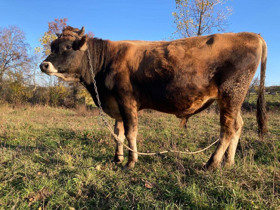 Taur Jersey- 100% rasă pură, ideal prentru reproducție