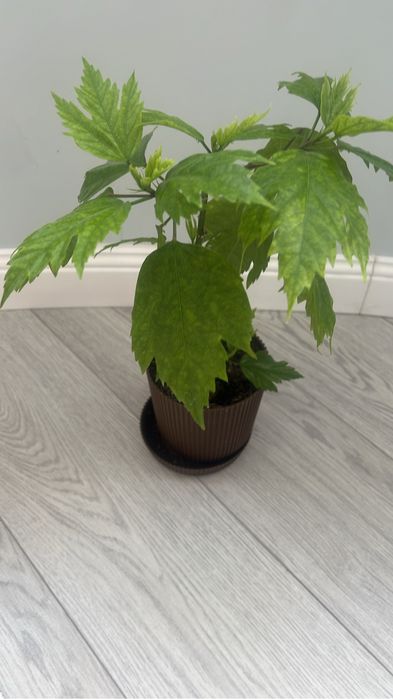 Комнатные растения