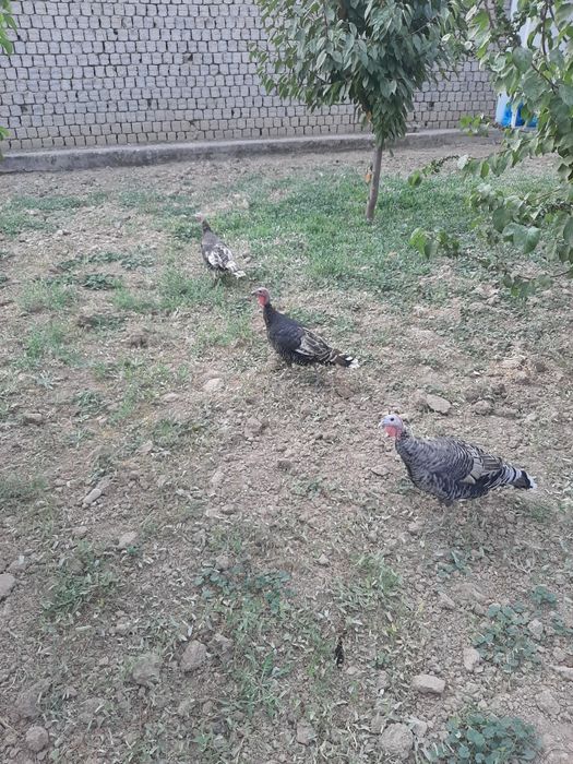 Sog'lom uyda o'stirilgan kurkalar sotiladi