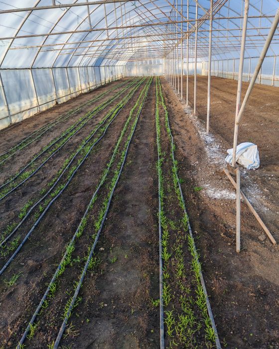 De vânzare solar 10 metri lățime 40 lungime  preț  negociabil